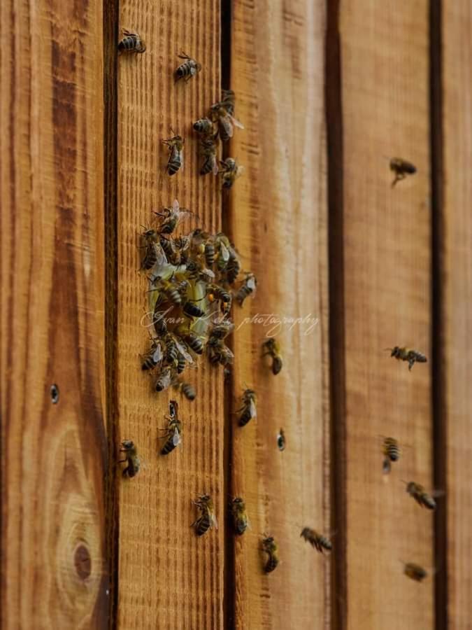 Begunje pri Cerknici Hisa Zdravega Oddiha 아파트 외부 사진